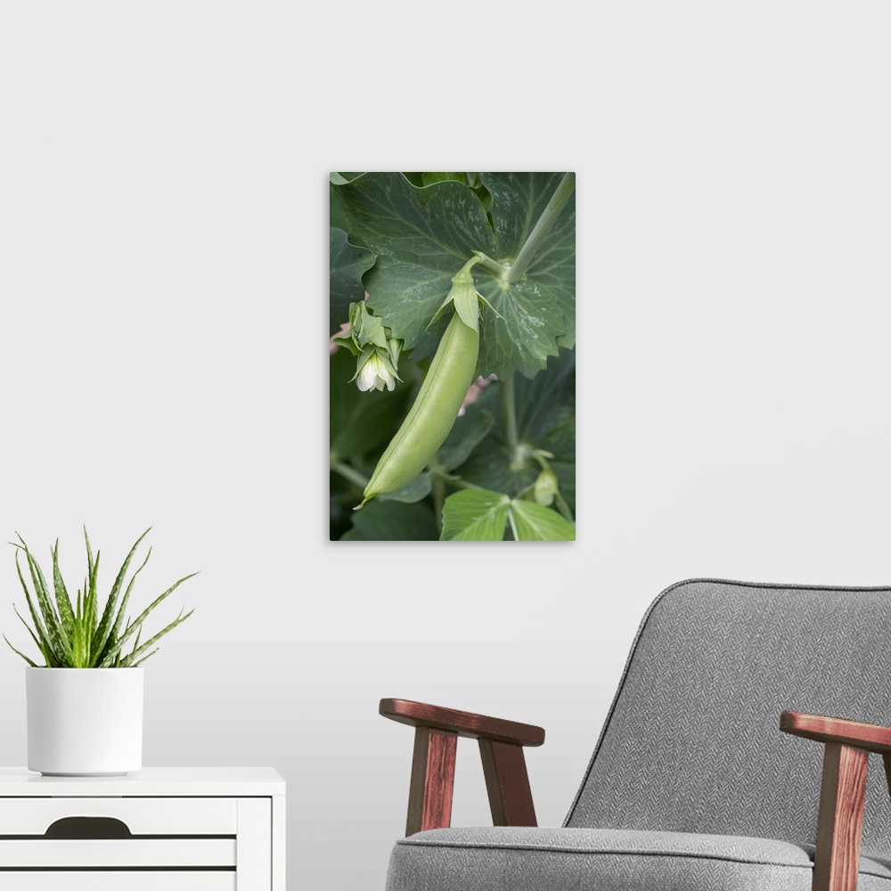 A modern room featuring Issaquah, Washington State, USA. Sugar Snap Pea plant with blossom and small pea pod. United Stat...