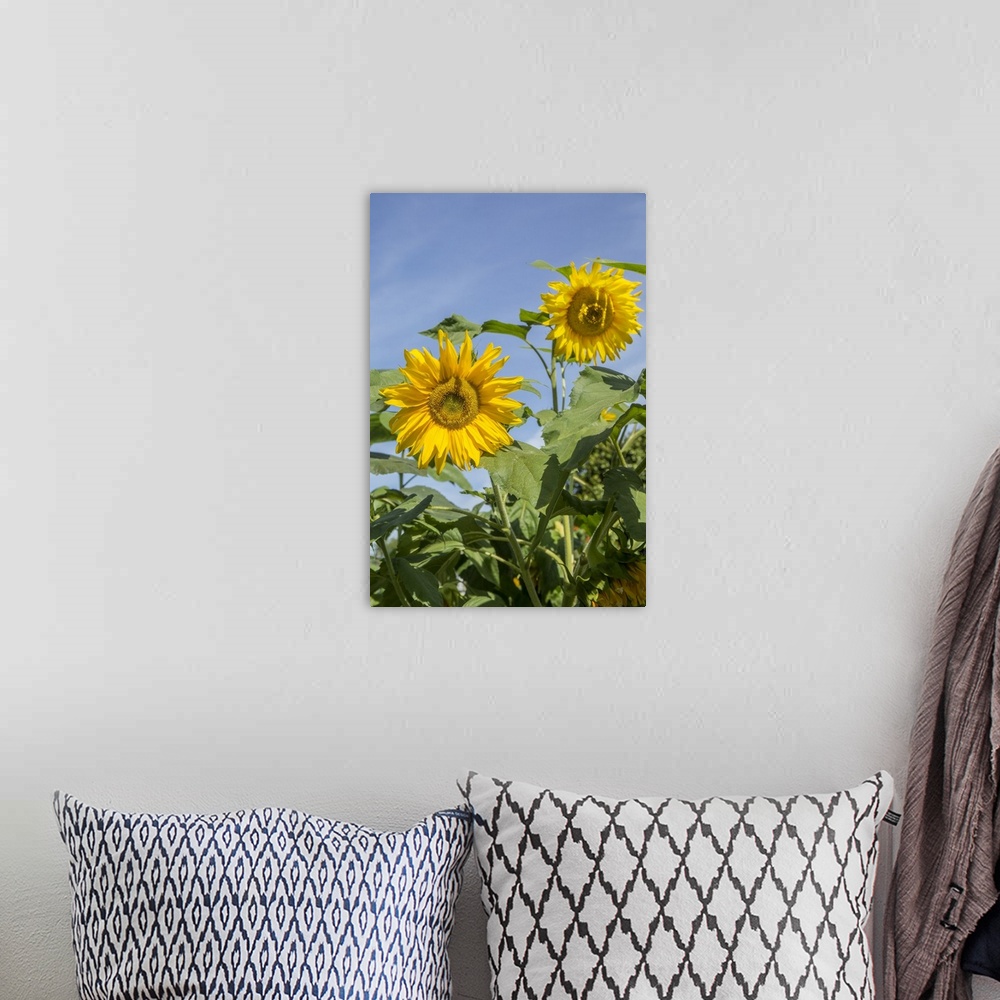 A bohemian room featuring Issaquah, Washington State, USA. Sunflower plants on a sunny day. United States, Washington State.