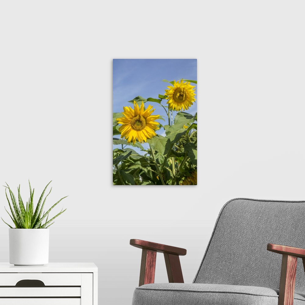 A modern room featuring Issaquah, Washington State, USA. Sunflower plants on a sunny day. United States, Washington State.