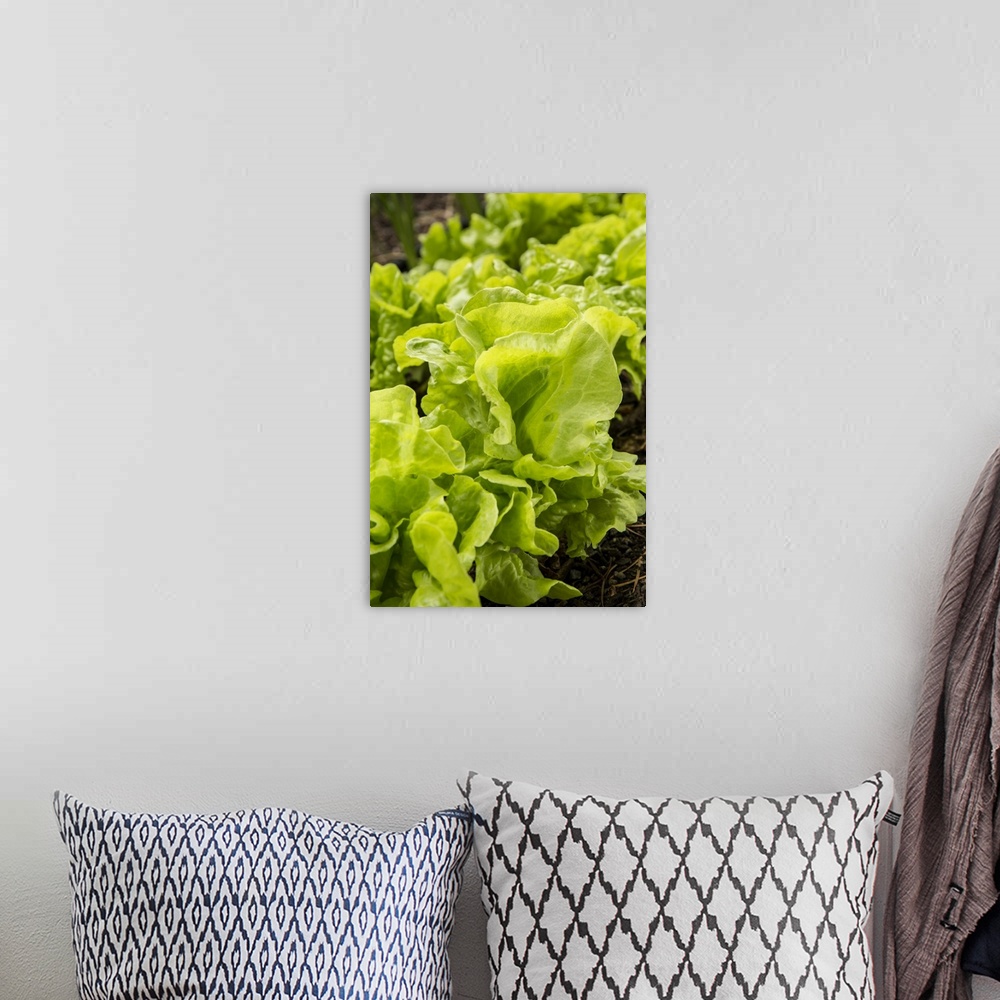 A bohemian room featuring Issaquah, Washington State, USA. Tom Thumb lettuce plants. United States, Washington State.
