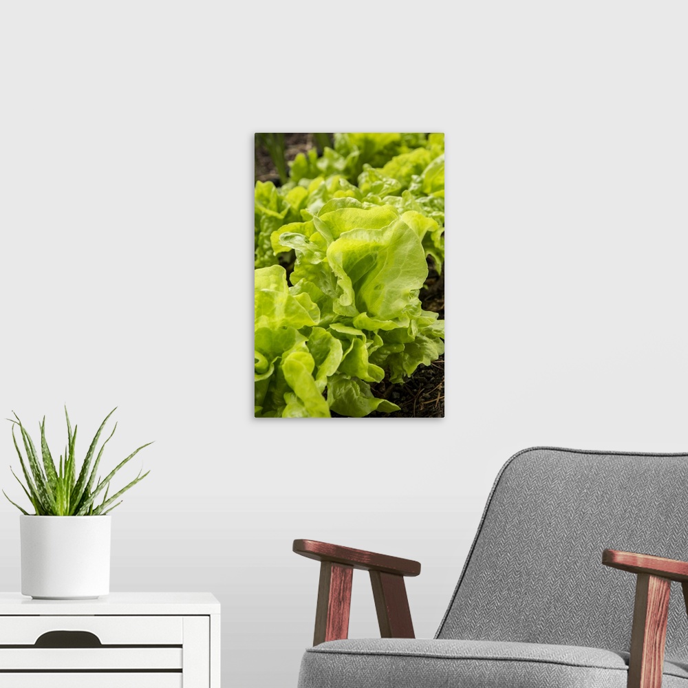 A modern room featuring Issaquah, Washington State, USA. Tom Thumb lettuce plants. United States, Washington State.