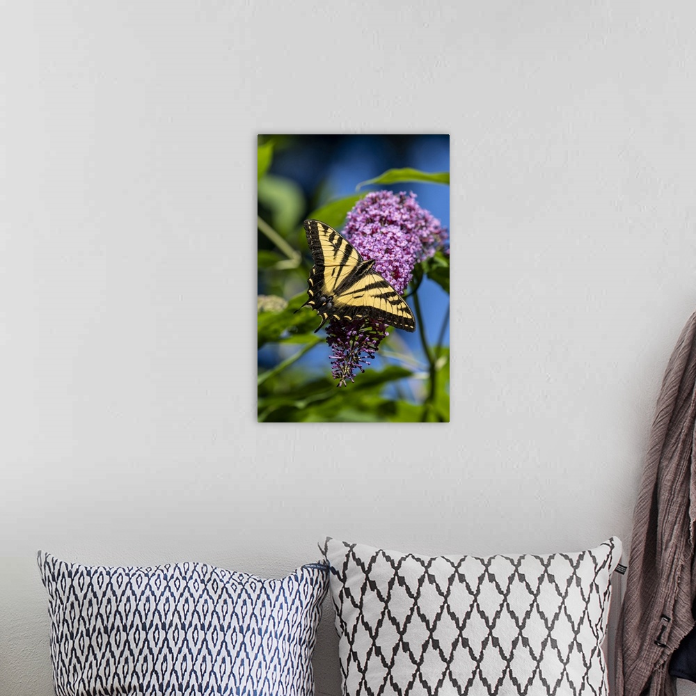 A bohemian room featuring Issaquah, Washington State, USA. Western Tiger Swallowtail butterfly pollinating a Butterfly Bush...