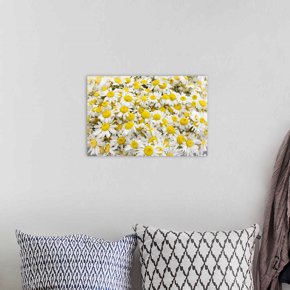 A bohemian room featuring Istanbul, Turkey. Close up of Chamomile flowers.