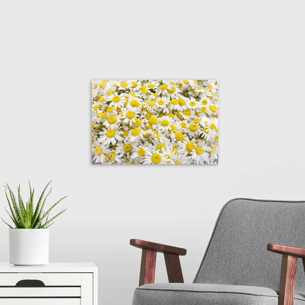 A modern room featuring Istanbul, Turkey. Close up of Chamomile flowers.