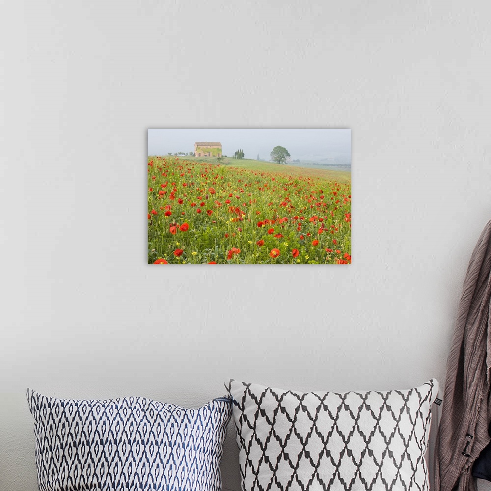 A bohemian room featuring Italy, Tuscany. A foggy morning amidst a field of poppies.