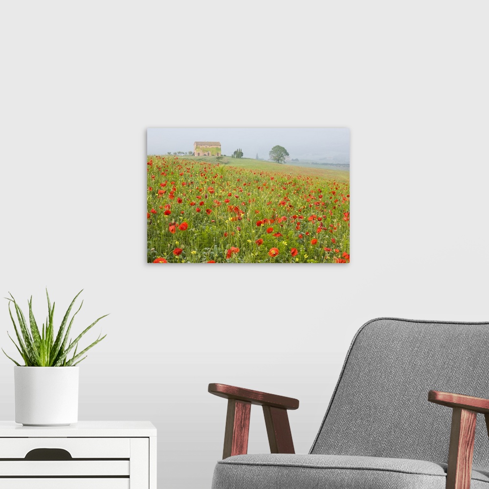 A modern room featuring Italy, Tuscany. A foggy morning amidst a field of poppies.
