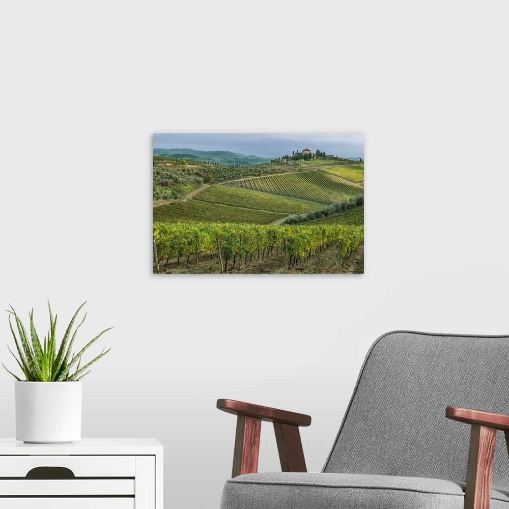 A modern room featuring Italy, Tuscany, Chianti, Vineyard near Radda in Chianti.