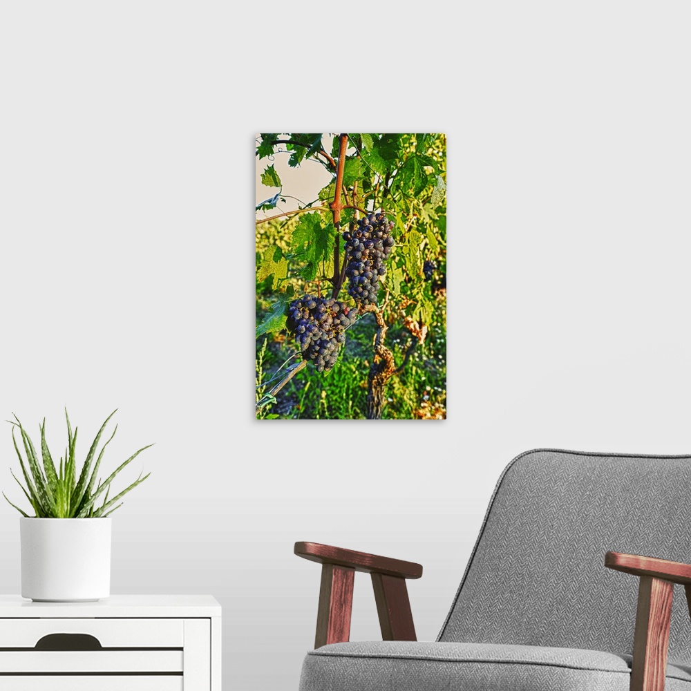 A modern room featuring Europe, Italy, Tuscany, Greve. Late summer sun bathes Chianti grapes.