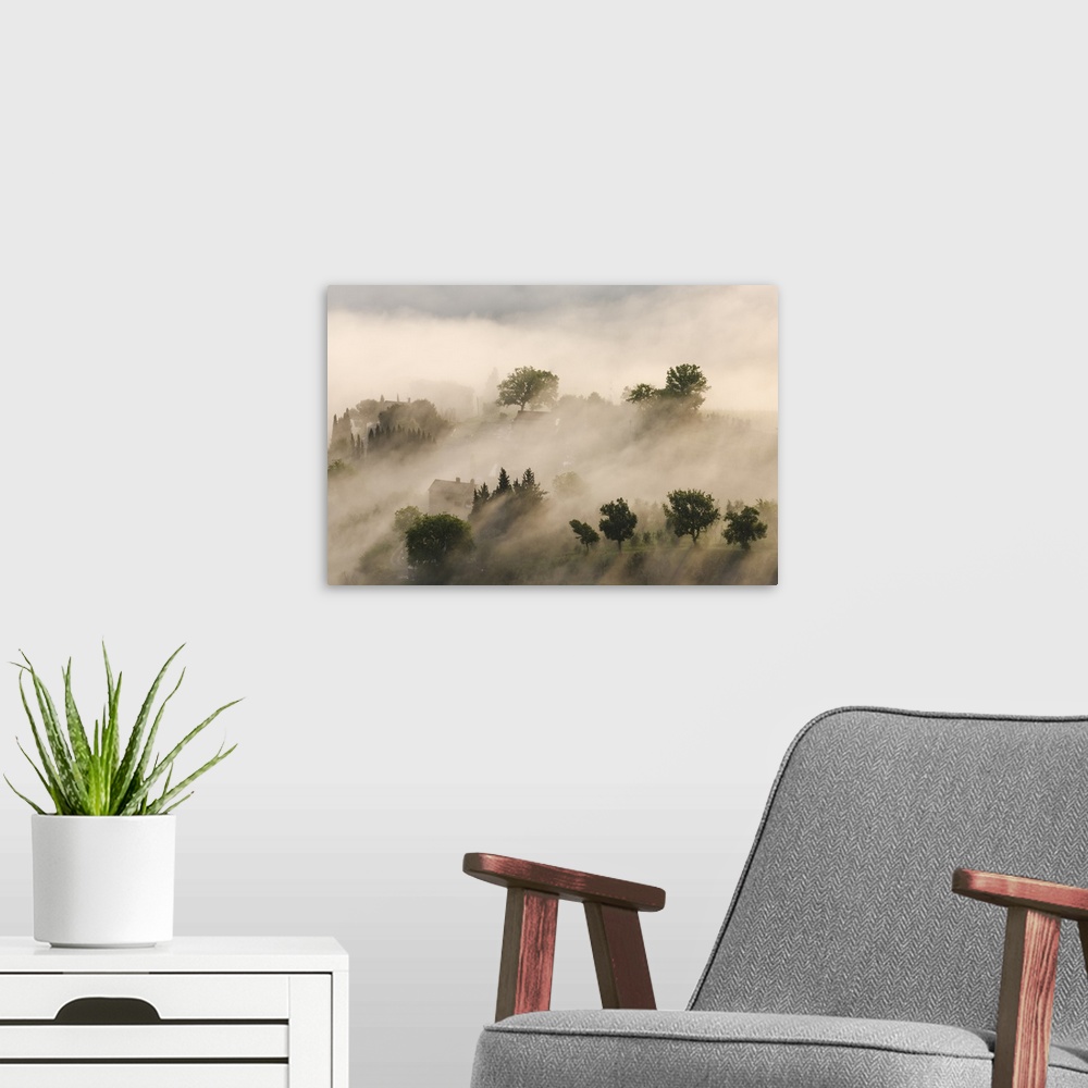 A modern room featuring Italy, Tuscany. Morning fog drifting over vineyards with sun breaking through.