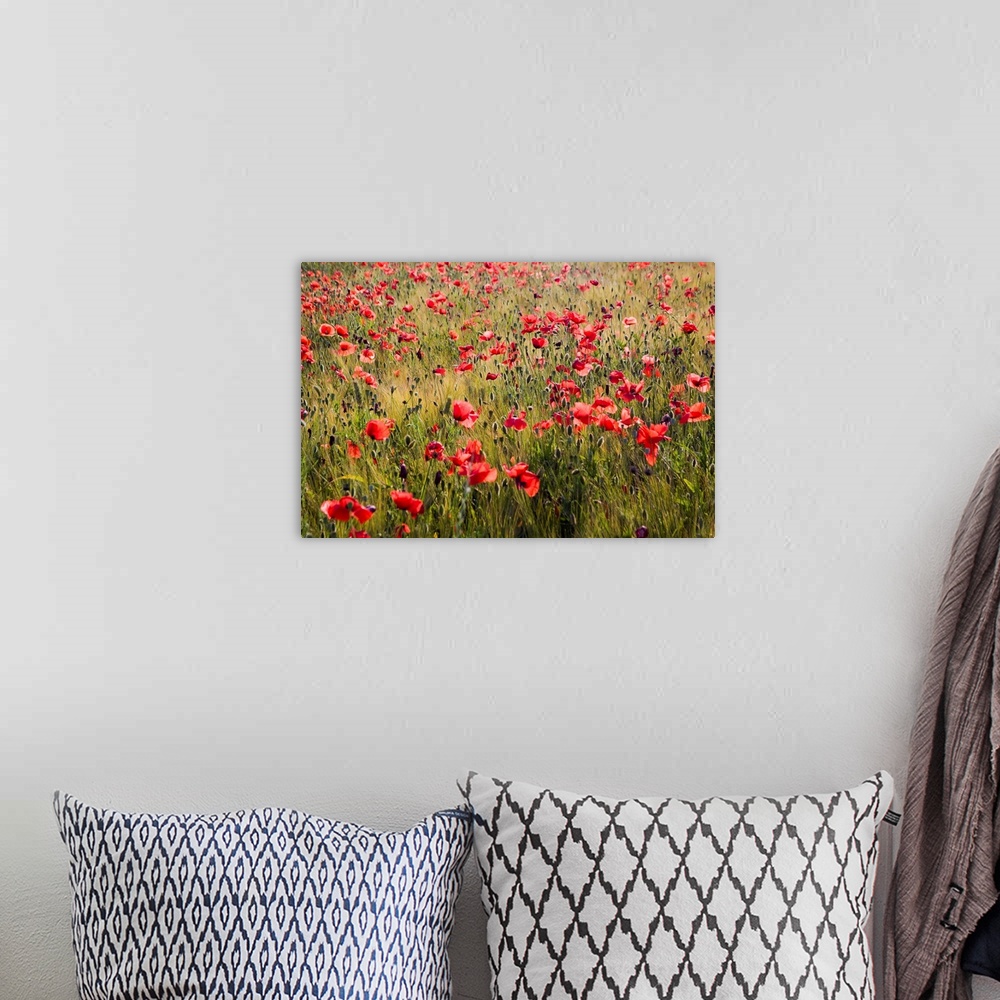 A bohemian room featuring Europe,Italy,Tuscany,Poppies in Spring Wheat Field