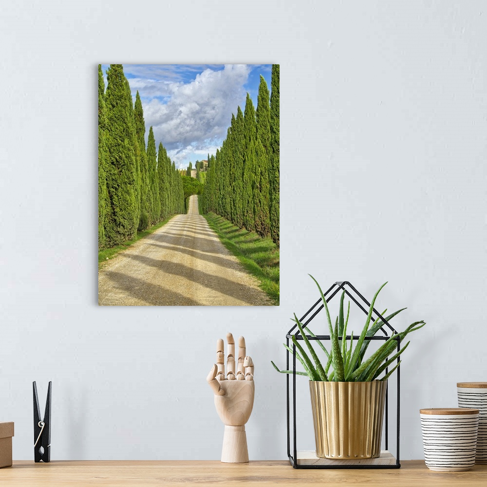 A bohemian room featuring Italy, Tuscany. Road lined with Italian cypress leading to a villa. Europe, Italy.
