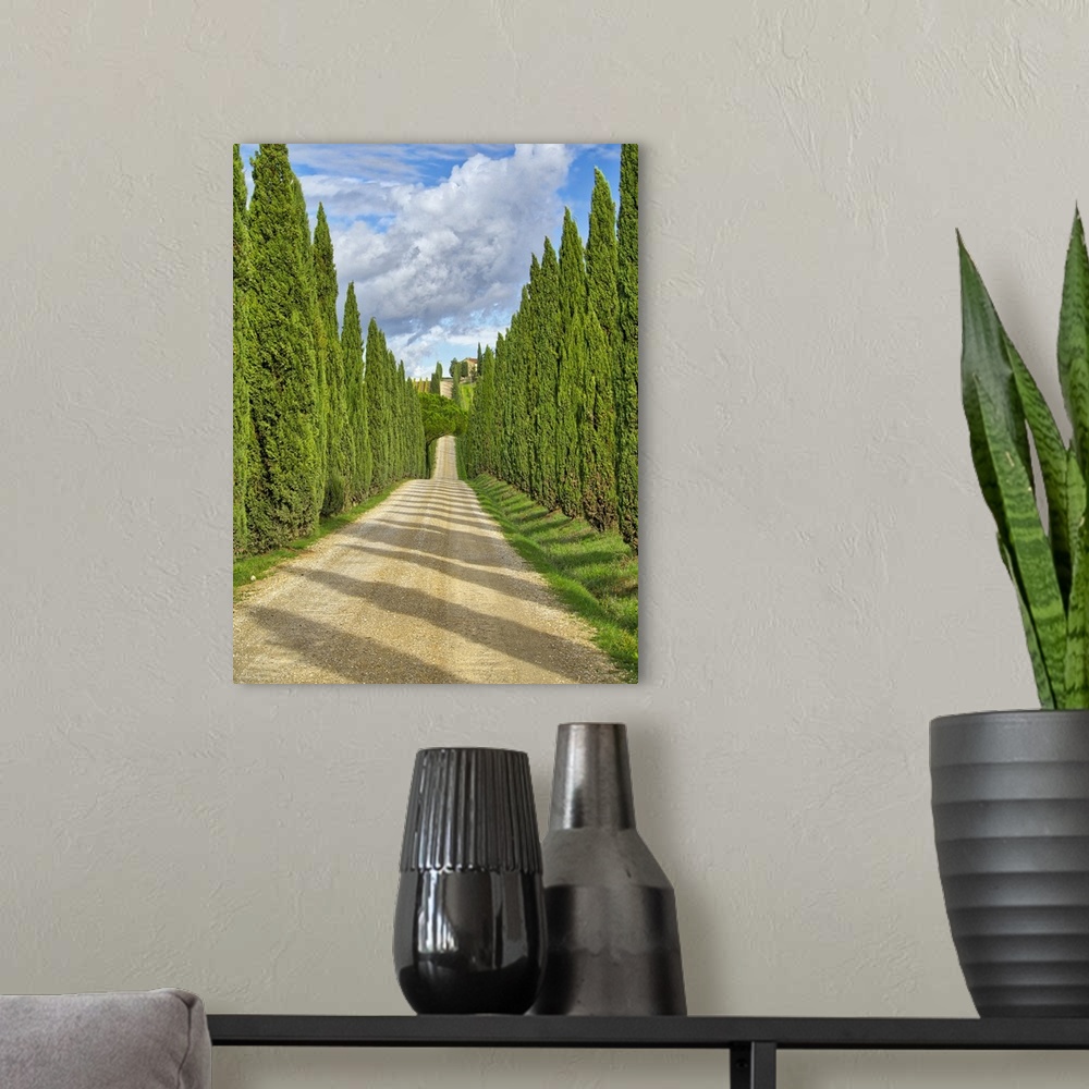 A modern room featuring Italy, Tuscany. Road lined with Italian cypress leading to a villa. Europe, Italy.