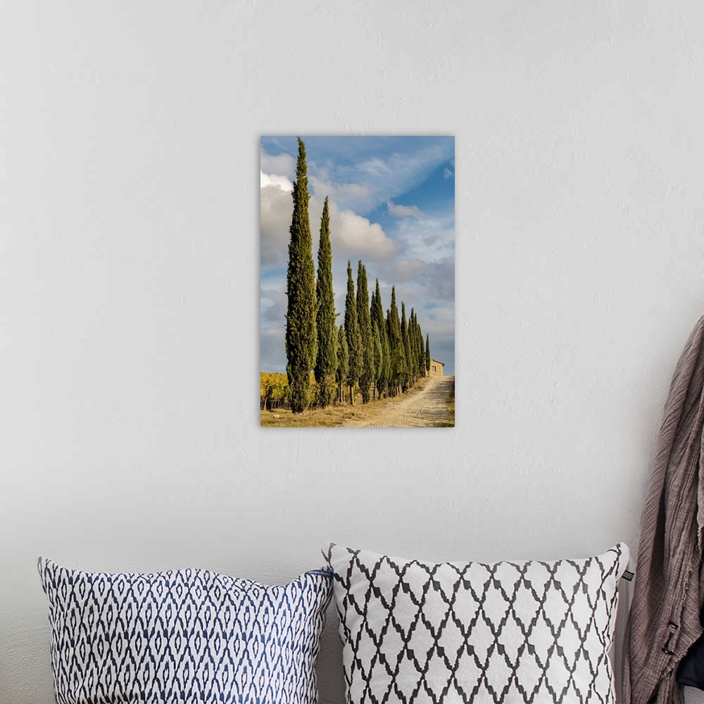 A bohemian room featuring Italy, Tuscany. Row of pine trees.