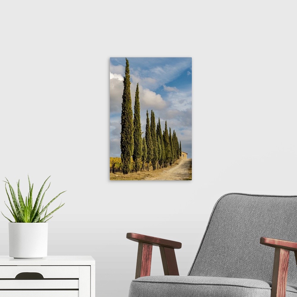 A modern room featuring Italy, Tuscany. Row of pine trees.