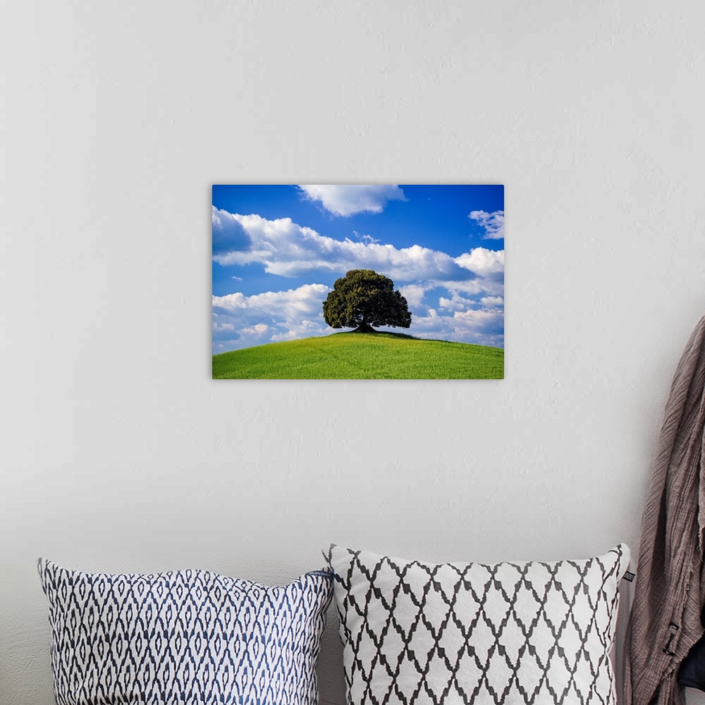 A bohemian room featuring Italy, Tuscany, Val d'Orcia. Tree on hilltop. Credit: Jim Nilsen