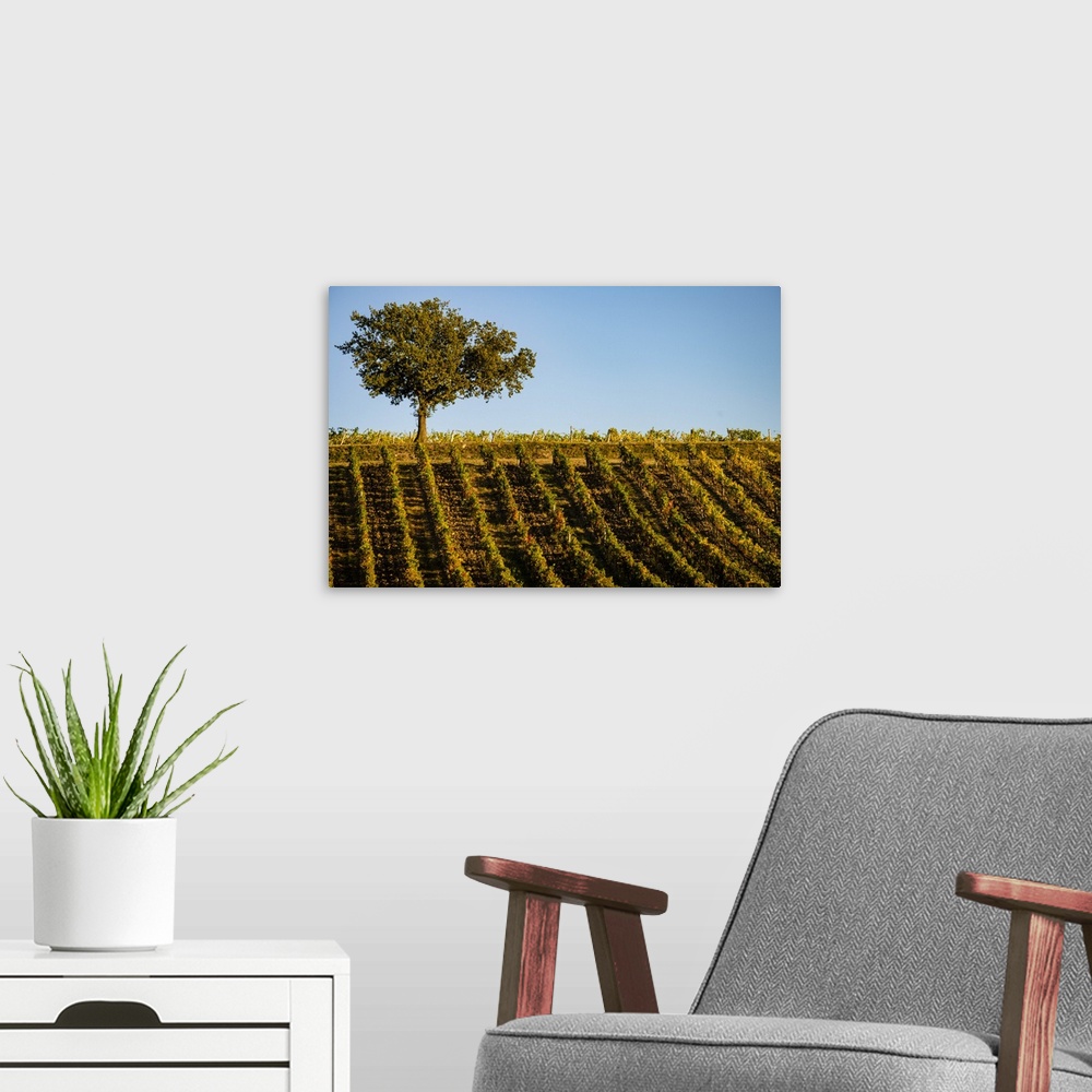 A modern room featuring Italy, Tuscany. Vineyard in autumn.