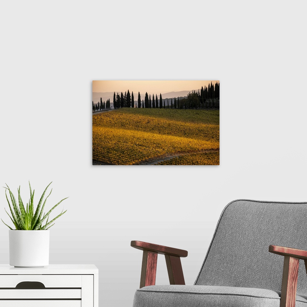 A modern room featuring Italy, Tuscany, vineyard, late light