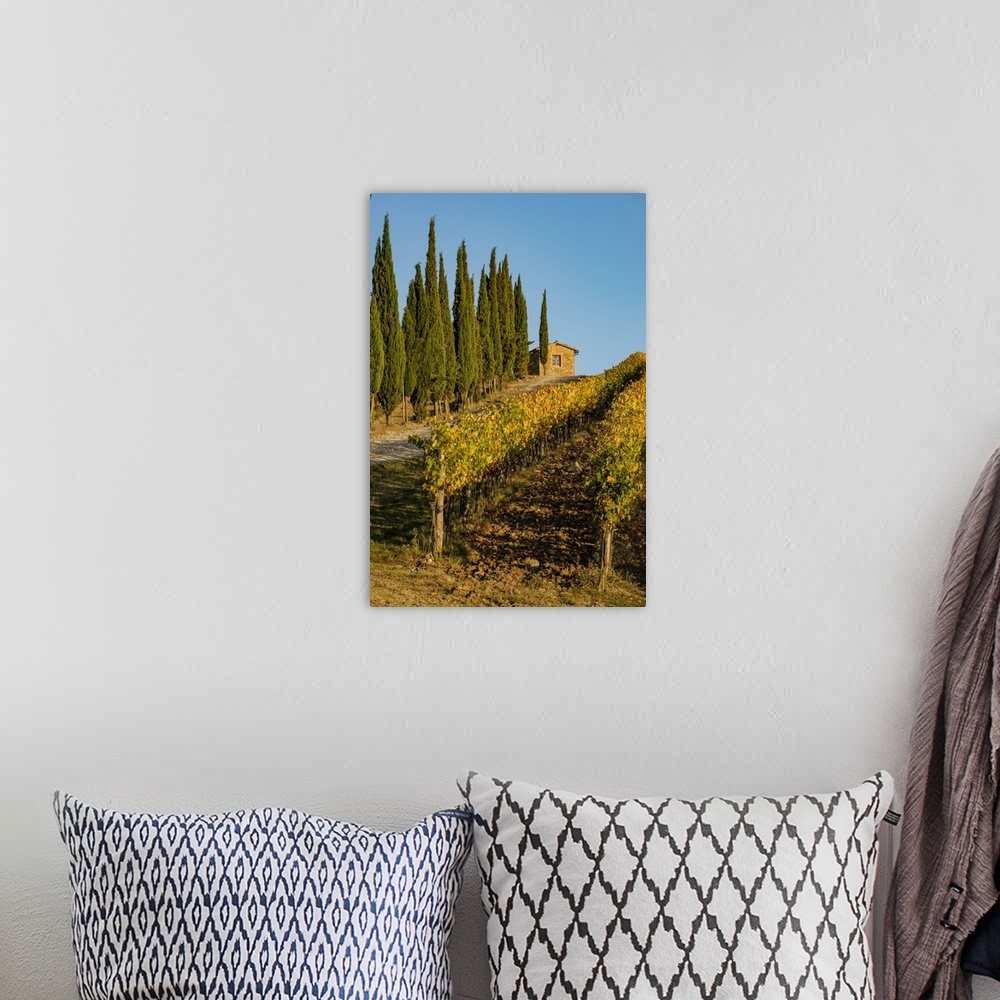 A bohemian room featuring Italy, Tuscany. Vineyard, Pine trees