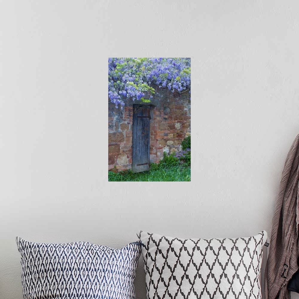 A bohemian room featuring Italy, Tuscany. Wisteria blossoms hang over an old doorway in Pienza.