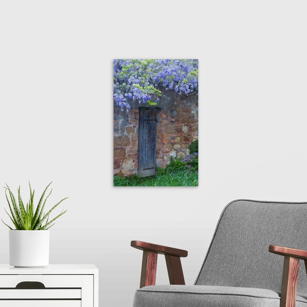 A modern room featuring Italy, Tuscany. Wisteria blossoms hang over an old doorway in Pienza.