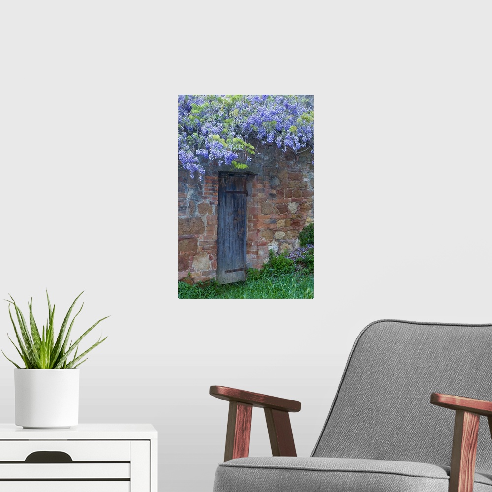 A modern room featuring Italy, Tuscany. Wisteria blossoms hang over an old doorway in Pienza.