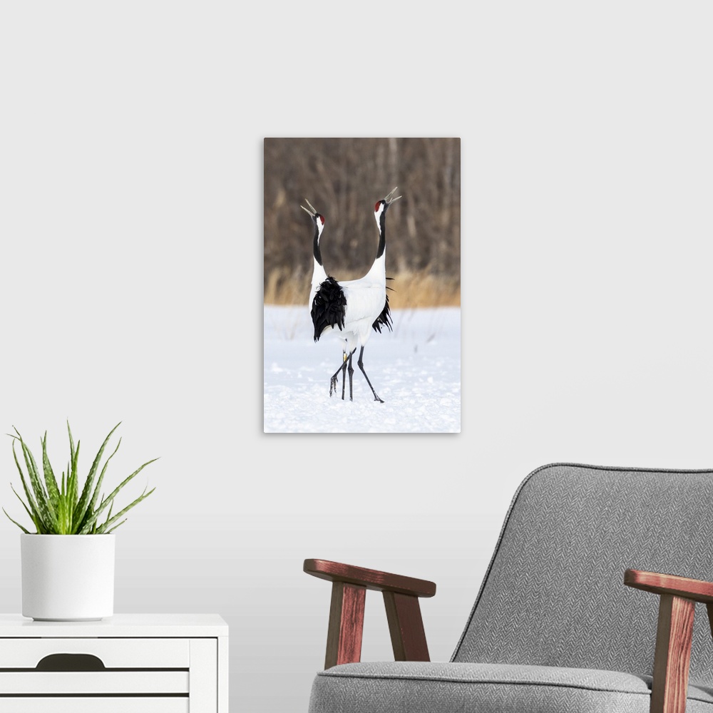 A modern room featuring Japan, Hokkaido, Japanese Red-Crowned Cranes