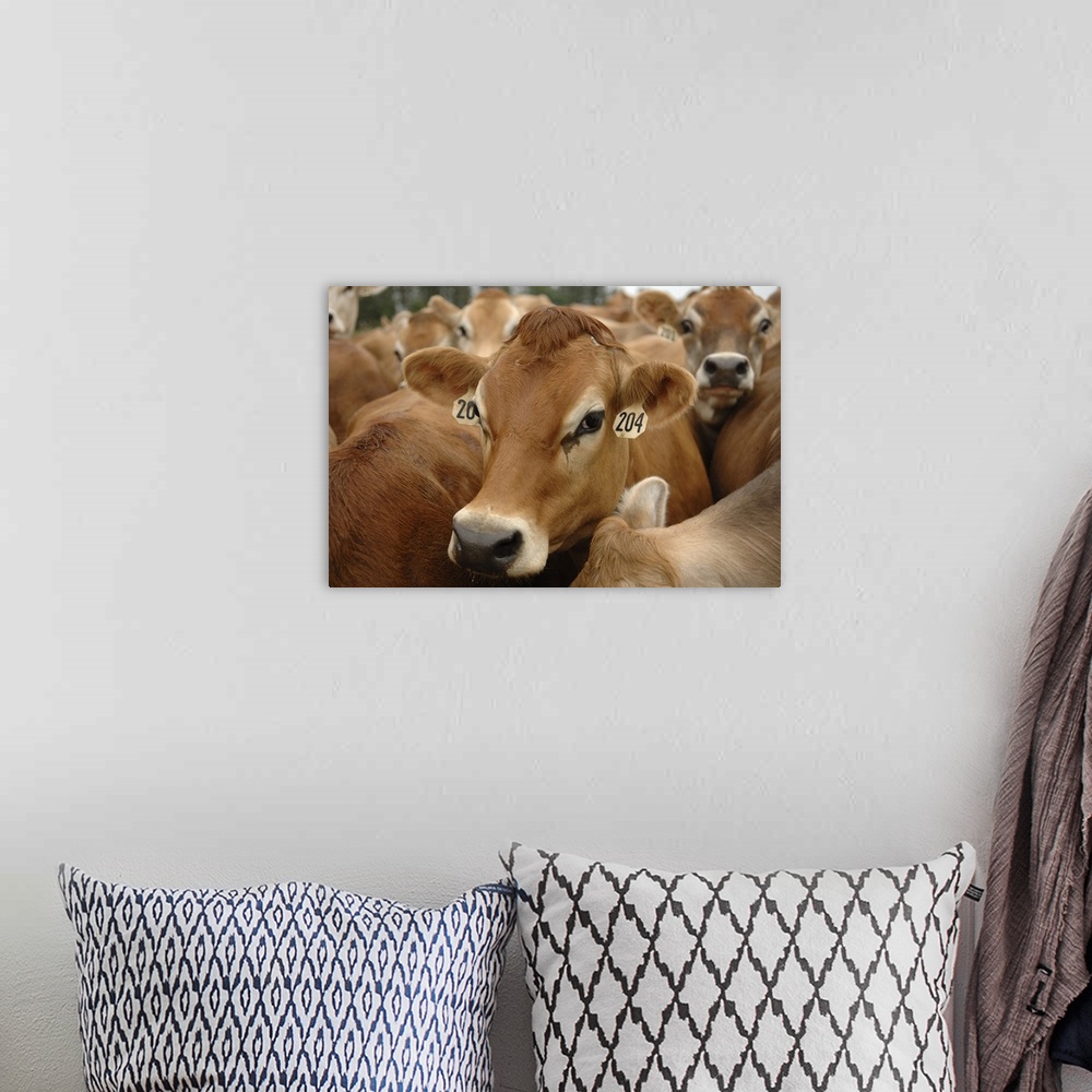 A bohemian room featuring Jersey Dairy Cows, Dumms Dairy Farm, Rib Lake, Wisconsin.