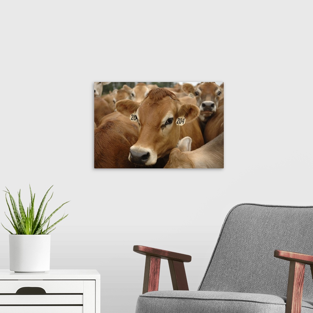A modern room featuring Jersey Dairy Cows, Dumms Dairy Farm, Rib Lake, Wisconsin.