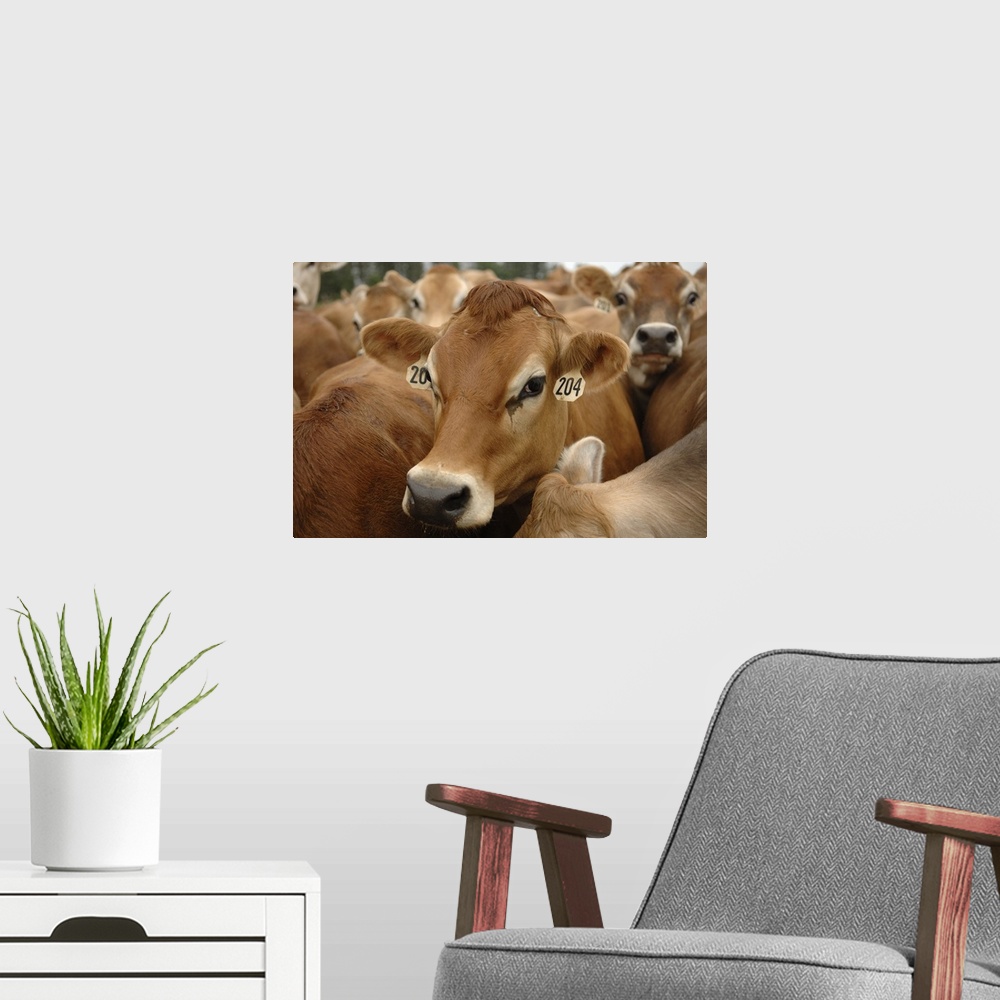 A modern room featuring Jersey Dairy Cows, Dumms Dairy Farm, Rib Lake, Wisconsin.