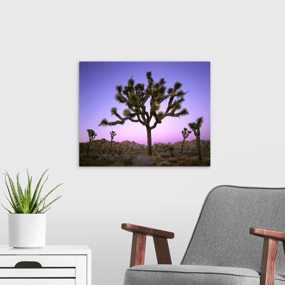 A modern room featuring Joshua tree at dusk. Mojave Desert, Joshua Tree National Park, CA