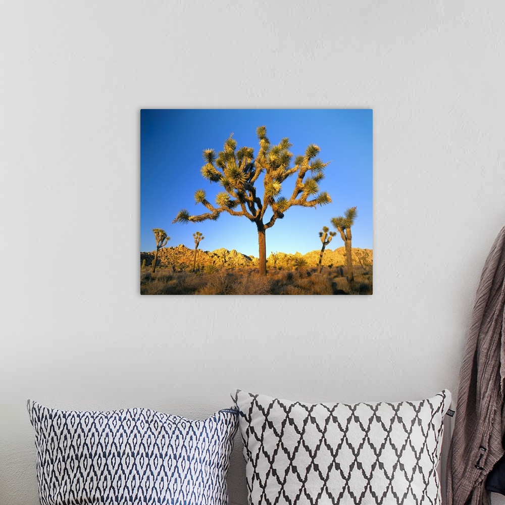 A bohemian room featuring Joshua Tree National Park, California. USA. Joshua tree (Yucca brevifolia) at sunset. Mojave Desert.