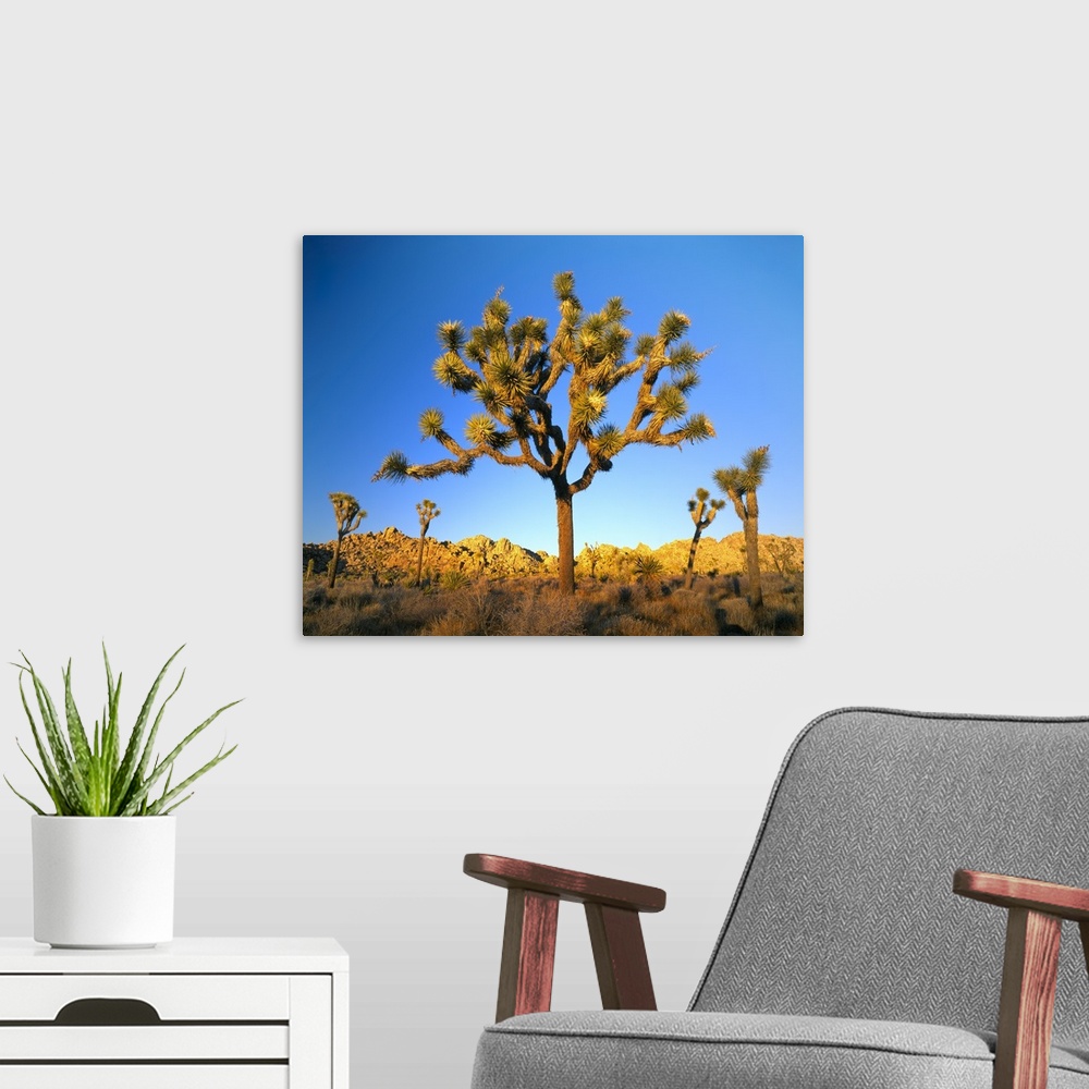 A modern room featuring Joshua Tree National Park, California. USA. Joshua tree (Yucca brevifolia) at sunset. Mojave Desert.