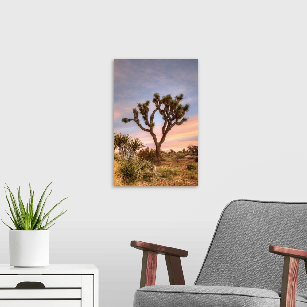 A modern room featuring Joshua Tree National Park, Joshua tree at sunrise.