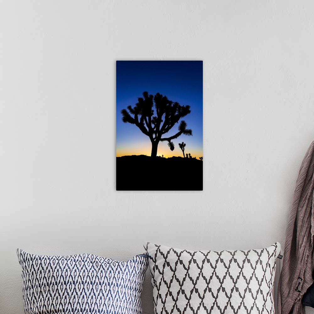A bohemian room featuring Joshua trees at sunset, Joshua Tree National Park, California, USA.