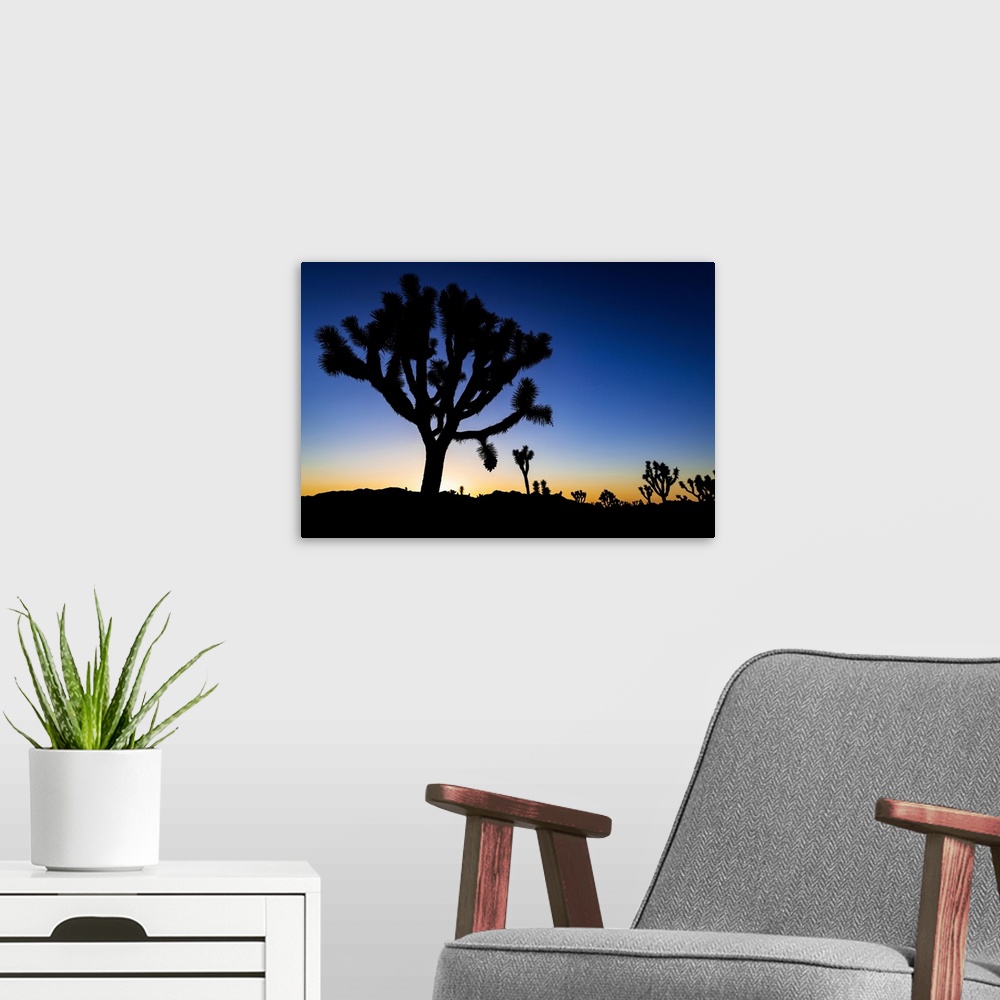 A modern room featuring Joshua trees at sunset, Joshua Tree National Park, California, USA.
