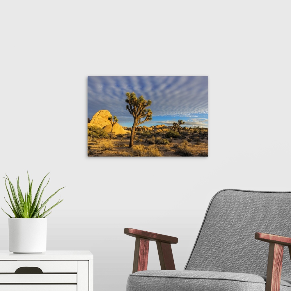 A modern room featuring Joshua Trees in sunset light in Joshua Tree National Park, California, USA
