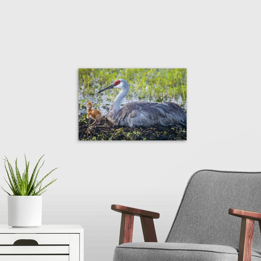 A modern room featuring Just hatched, Sandhill crane on nest with first colt, Grus canadensis, Florida, wild