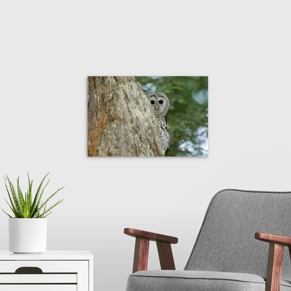 A modern room featuring Juvenile barred owl, Strix varia, Stanley Park, British Columbia