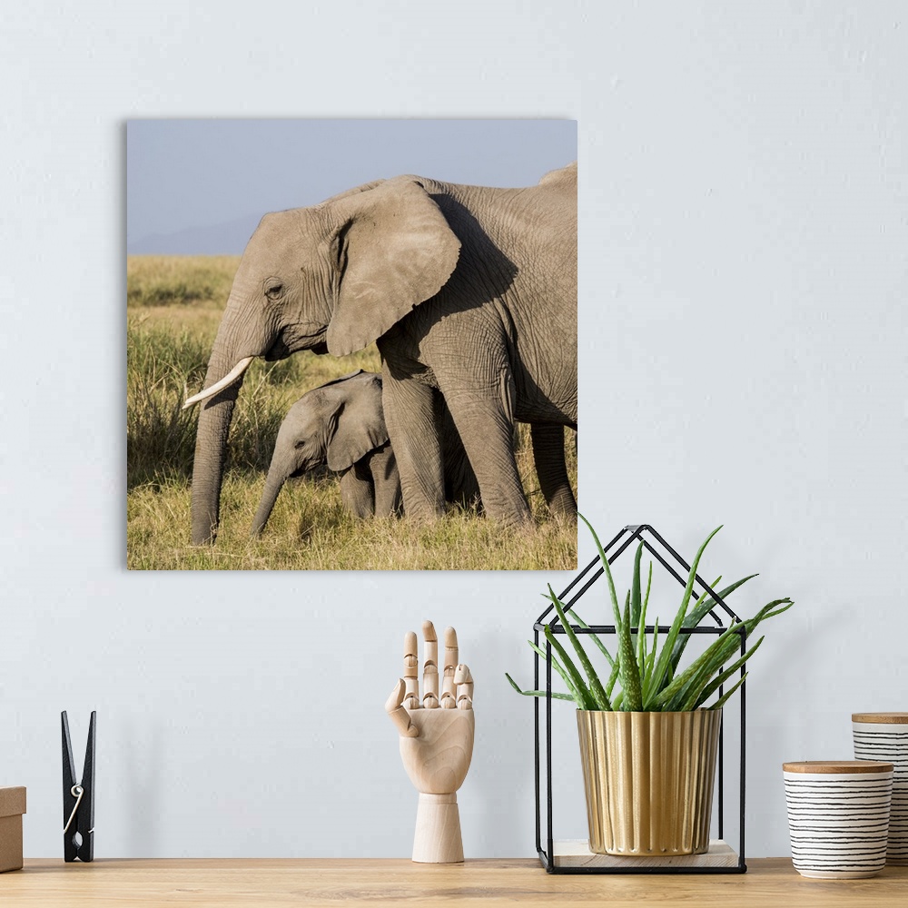 A bohemian room featuring Africa, Kenya, Amboseli National Park, elephant (Loxodanta africana).