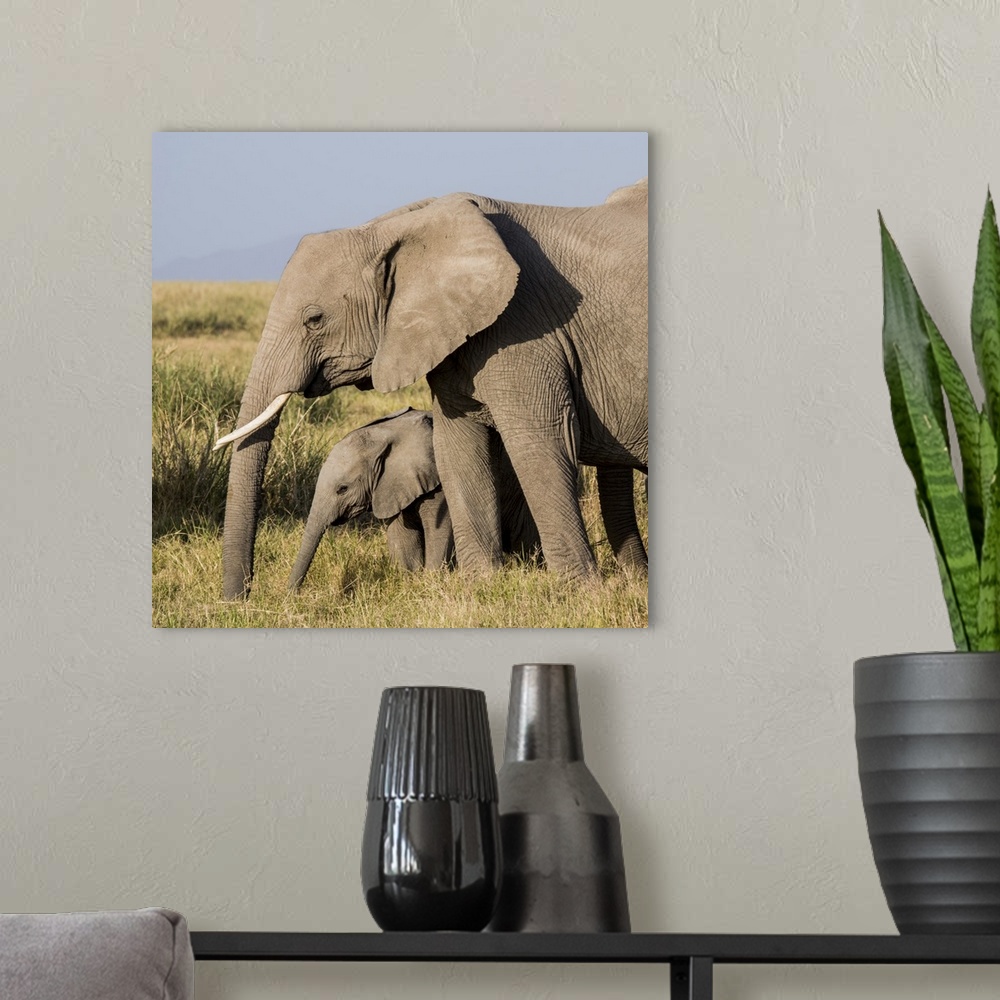 A modern room featuring Africa, Kenya, Amboseli National Park, elephant (Loxodanta africana).