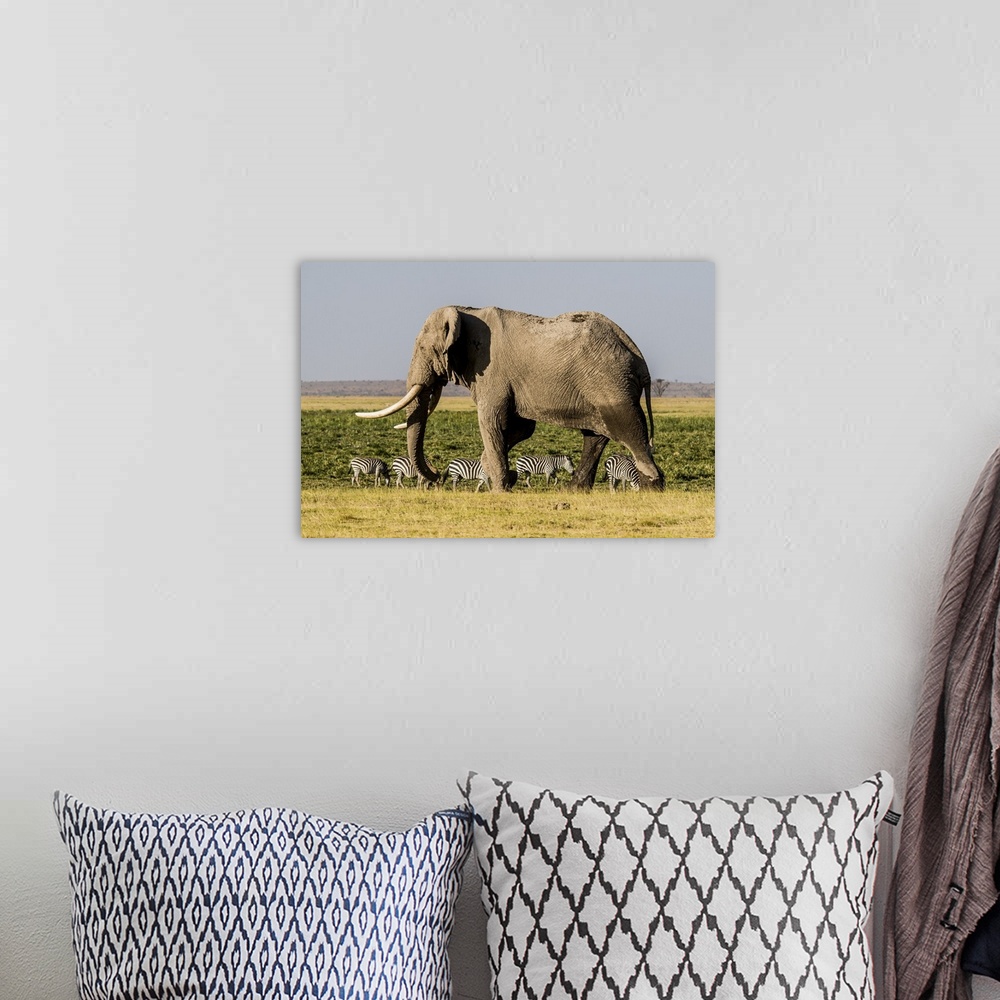 A bohemian room featuring East Africa, Kenya, Amboseli National Park, elephant (Loxodanta africana).