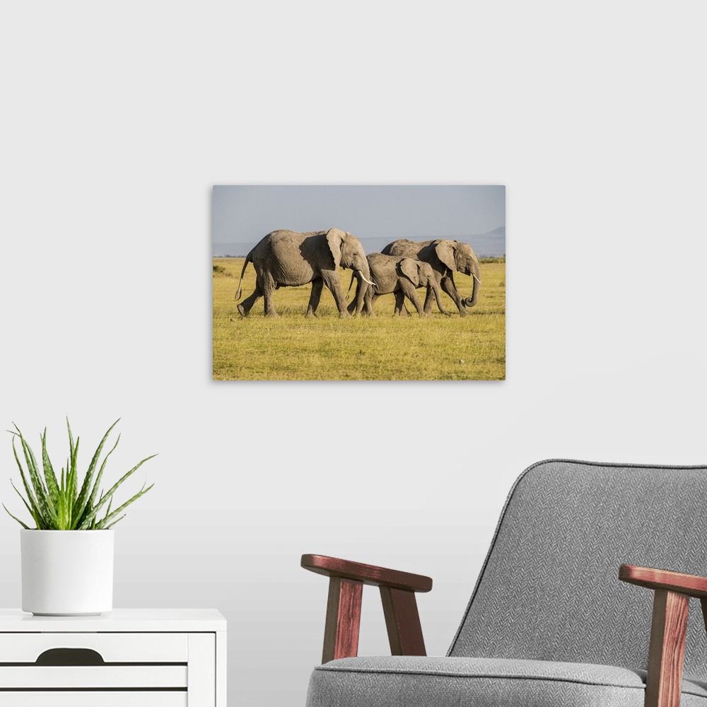 A modern room featuring Africa, Kenya, Amboseli National Park, elephant.