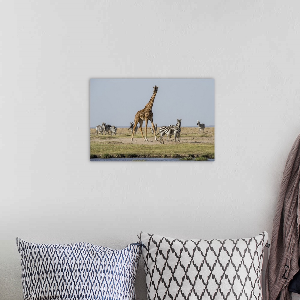 A bohemian room featuring Kenya, outside Amboseli National Park, Maasai giraffe with Burchell's zebra at water hole.