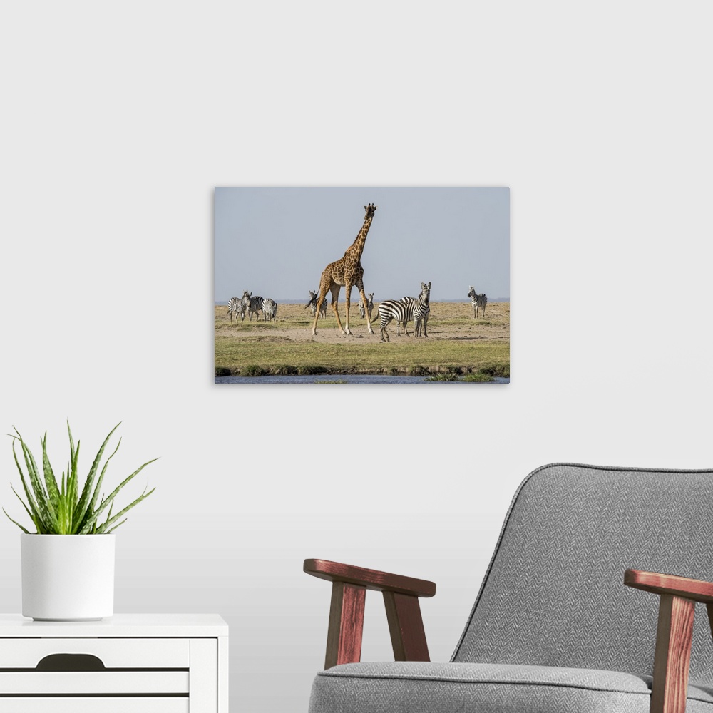 A modern room featuring Kenya, outside Amboseli National Park, Maasai giraffe with Burchell's zebra at water hole.