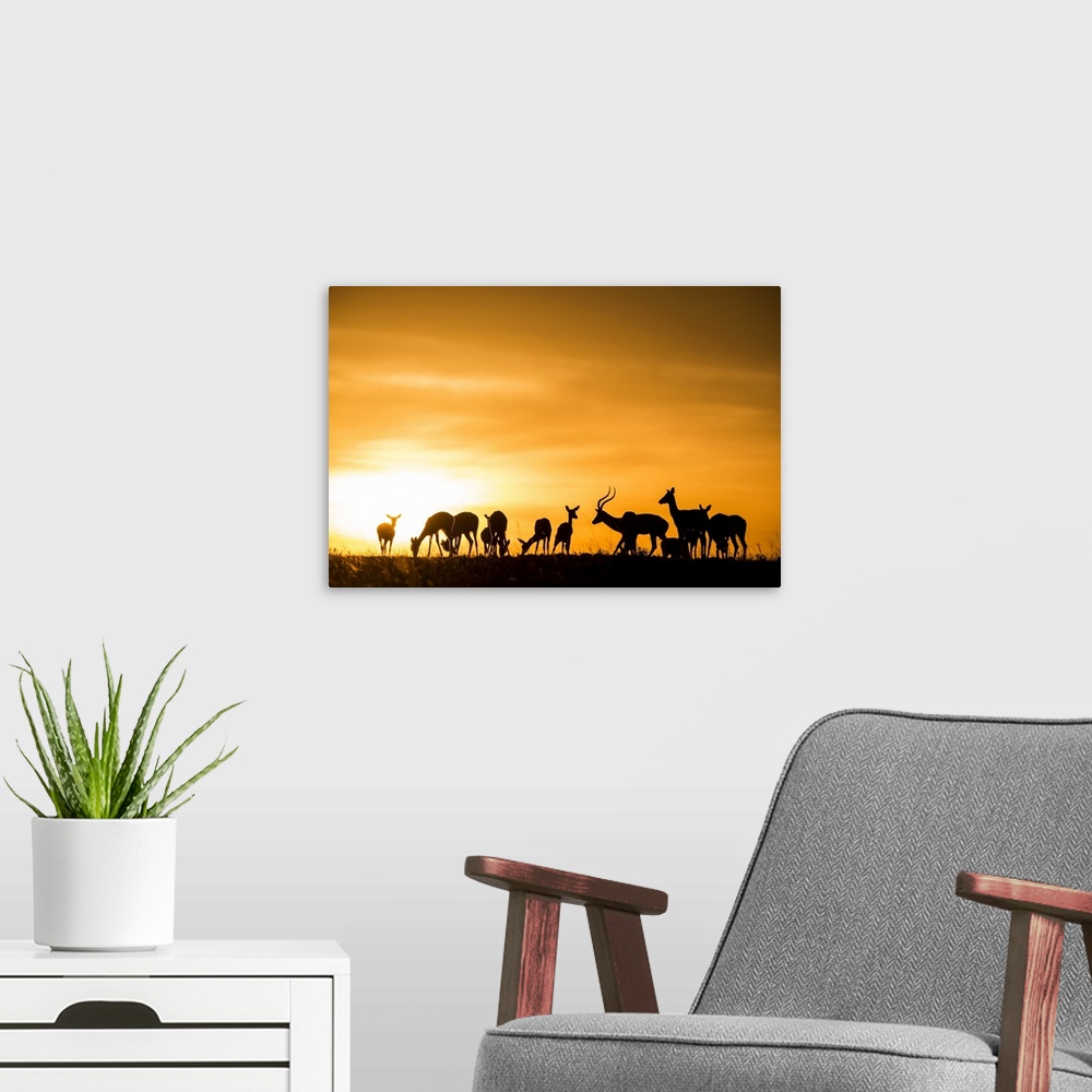 A modern room featuring Africa, Kenya, Maasai Mara National Reserve, Mara Triangle, Mara River Basin, impala herd at sunset.