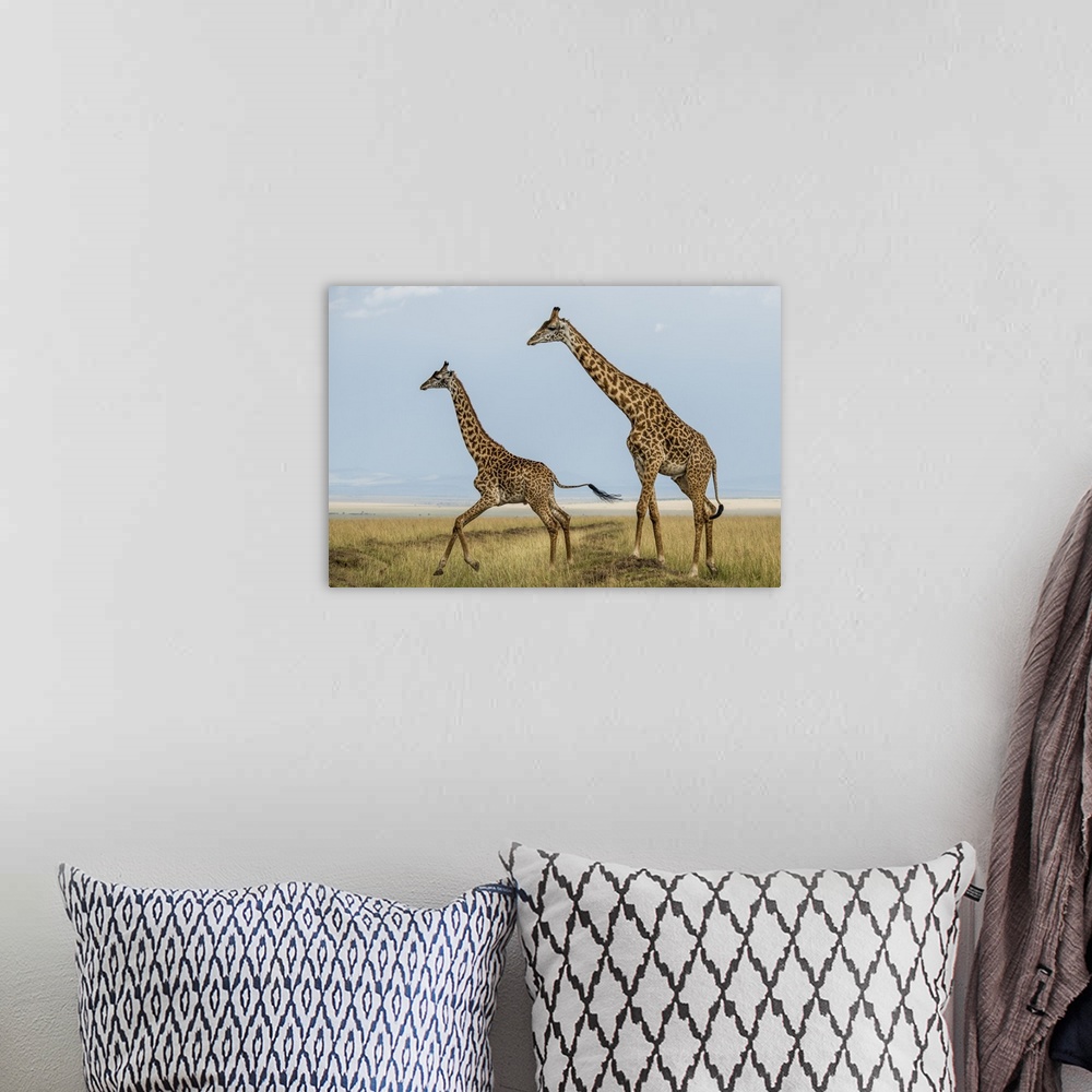 A bohemian room featuring Kenya, Maasai Mara National Reserve, Mara Conservancy, Mara Triangle, Maasai Giraffe.