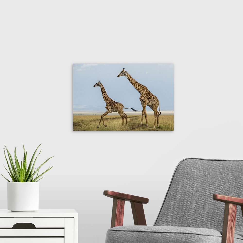 A modern room featuring Kenya, Maasai Mara National Reserve, Mara Conservancy, Mara Triangle, Maasai Giraffe.