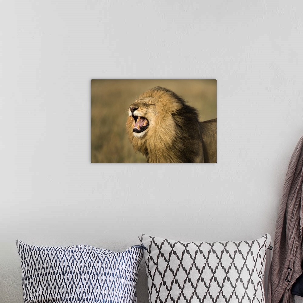 A bohemian room featuring Africa, Kenya, Masai Mara Game Reserve. Male lion roaring.