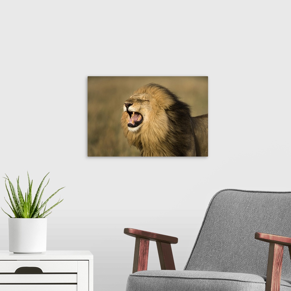 A modern room featuring Africa, Kenya, Masai Mara Game Reserve. Male lion roaring.