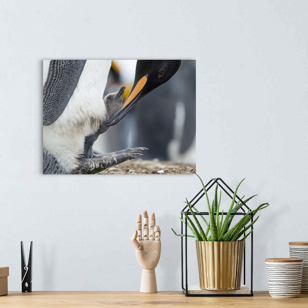 A bohemian room featuring King Penguin chick balancing on the feet of a parent, Falkland Islands.
